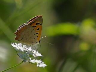 Benekli Bakr Gzeli (Lycaena phlaeas)