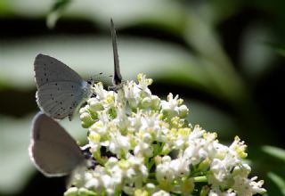 Kutsal Mavi (Celastrina argiolus)