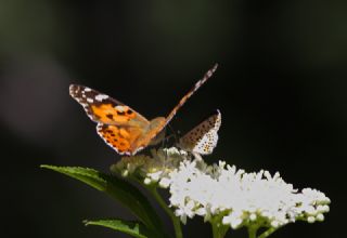 Diken Kelebei (Vanessa cardui)