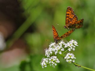 Amannisa (Melitaea athalia)