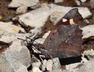 �itlembik Kelebe�i&nbsp;(Libythea&nbsp;celtis)