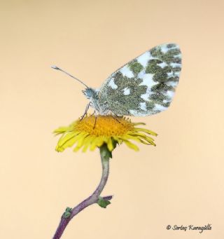 Yeni Beneklimelek (Pontia edusa)