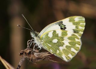 Yeni Beneklimelek (Pontia edusa)