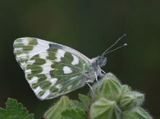 Yeni Beneklimelek (Pontia edusa)