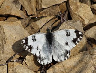 Yeni Beneklimelek (Pontia edusa)
