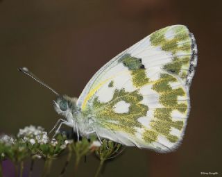 Yeni Beneklimelek (Pontia edusa)