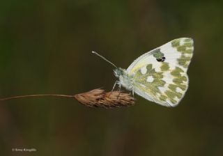 Yeni Beneklimelek (Pontia edusa)