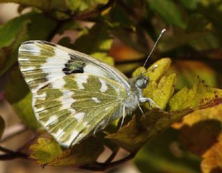 Yeni Beneklimelek (Pontia edusa)