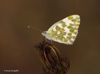 Yeni Beneklimelek (Pontia edusa)