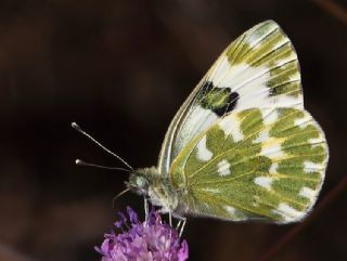 Yeni Beneklimelek (Pontia edusa)