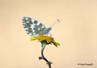 Yeni Beneklimelek (Pontia edusa)