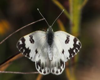 Yeni Beneklimelek (Pontia edusa)