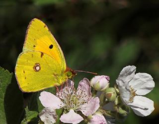 Sar Azamet (Colias croceus)