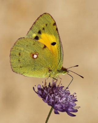 Sar Azamet (Colias croceus)