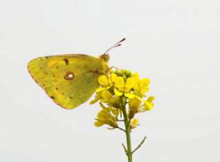 Sar Azamet (Colias croceus)