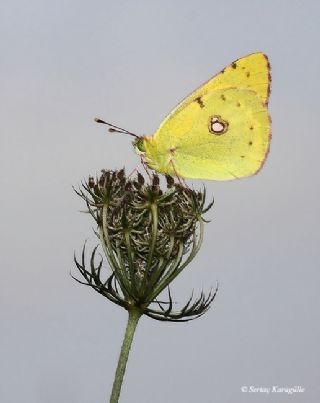 Sar Azamet (Colias croceus)