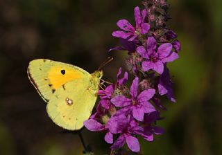 Sar Azamet (Colias croceus)