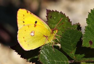 Sar Azamet (Colias croceus)