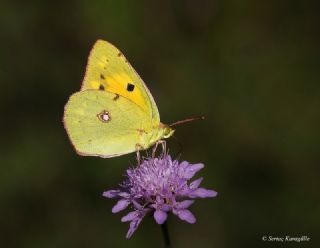 Sar Azamet (Colias croceus)