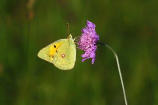 Sar Azamet (Colias croceus)