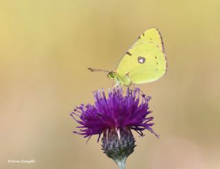 Sar Azamet (Colias croceus)