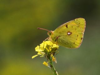 Sar Azamet (Colias croceus)