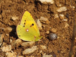 Sar Azamet (Colias croceus)