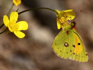 Sar Azamet (Colias croceus)