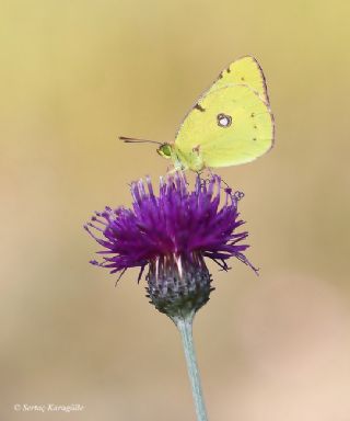 Sar Azamet (Colias croceus)