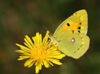 Sar Azamet (Colias croceus)