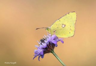 Sar Azamet (Colias croceus)