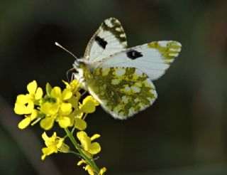 Da Oykls (Euchloe ausonia)