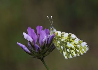 Da Oykls (Euchloe ausonia)
