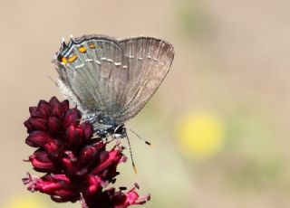 B�y�k Sevbeni&nbsp;(Satyrium&nbsp;ilicis)