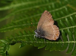 Byk Sevbeni (Satyrium ilicis)