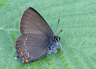 Byk Sevbeni (Satyrium ilicis)