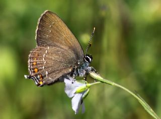 Byk Sevbeni (Satyrium ilicis)