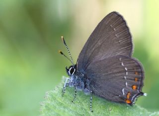 Byk Sevbeni (Satyrium ilicis)