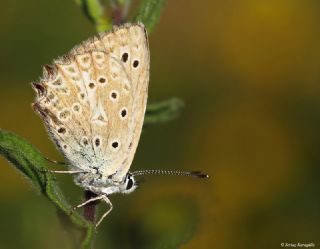 okgzl Dafnis (Polyommatus daphnis)