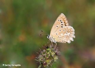 okgzl Dafnis (Polyommatus daphnis)