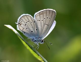 Fransz Everesi (Cupido alcetas)