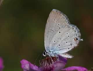 Fransz Everesi (Cupido alcetas)