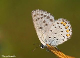 Himalaya Mavisi&nbsp;(Pseudophilotes&nbsp;vicrama)