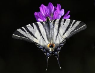 Erik Krlangkuyruk (Iphiclides podalirius)