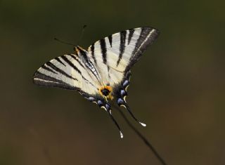 Erik Krlangkuyruk (Iphiclides podalirius)