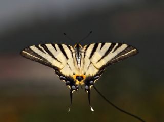 Erik Krlangkuyruk (Iphiclides podalirius)