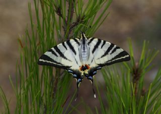 Erik Krlangkuyruk (Iphiclides podalirius)