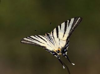 Erik Krlangkuyruk (Iphiclides podalirius)