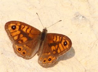 Kk Esmerboncuk (Lasiommata megera)