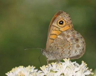 K���k Esmerboncuk&nbsp;(Lasiommata&nbsp;megera)
